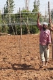 Farmers are being trained on the vertical tomatoes planting techniques which double their production. ©DDC
