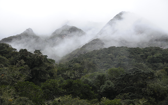 Ein Teil des Andenwalds im Nebel.