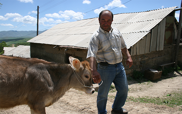 Un agricultor armenia con su ternero