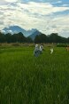 Work in the rice fields in India.