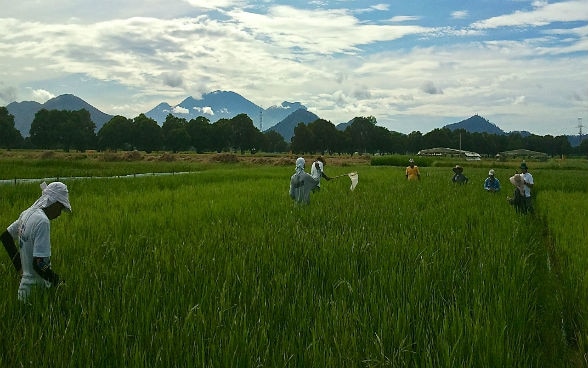 El trabajo en los campos de arroz en la India.