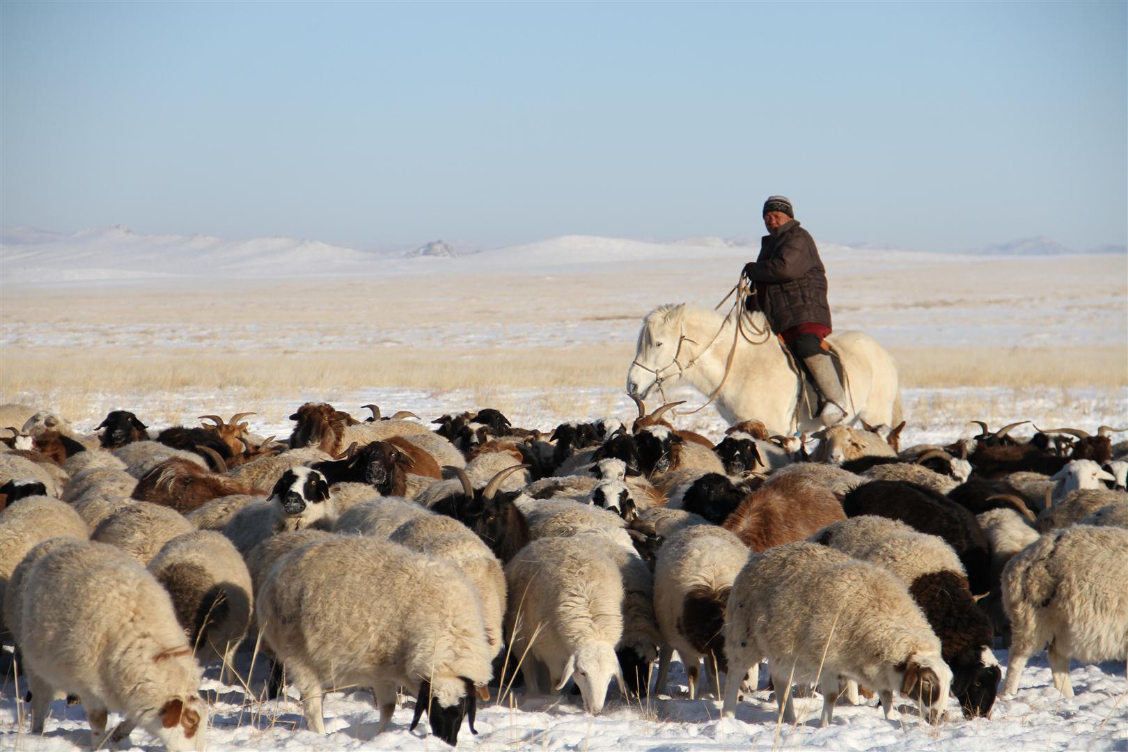 Mounted Mongolian herdsman leading his flock of sheep through snow-covered plains.