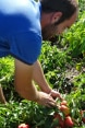 A man looks at the vegetable.