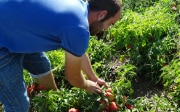 Farmers are trained how to use and store seed correctly.