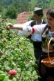Harvesting raspberries in Serbia.