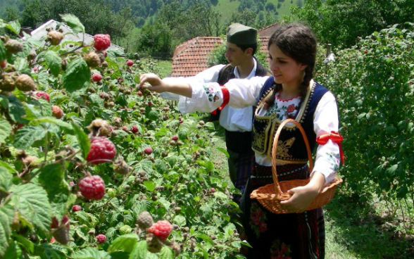 Récolte de framboises en Serbie.