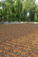 A Vietnamese farmer is keeping watch on coffee beans spread out in many rows on the ground to dry in the sun.