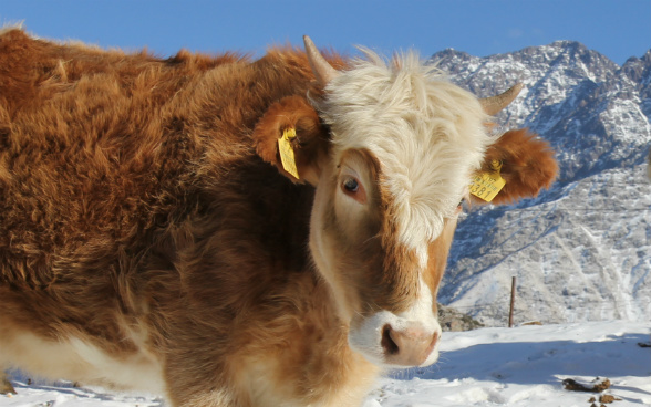 The image shows a close-up of a calf with an identification tag in its right ear.