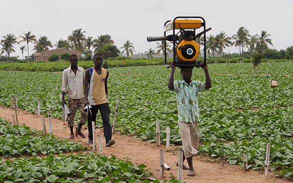 Three young Nigerien men walking through a plantation.