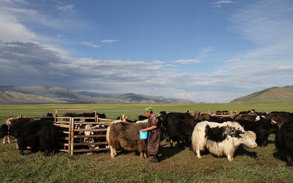 A woman holding a blue bucket tends to a herd of yak in a vast grassland landscape.