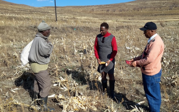 Altext: Dos expertos y un agricultor local en un campo de maíz devastado por la sequía. 