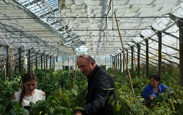Three people in a greenhouse.