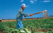 Agriculteur en train de travailler un champ de maïs au Nicaragua