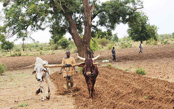 Un apprenti laboure un champ à l’aide de deux vaches dans une exploitation agricole destinée à la formation professionnelle 