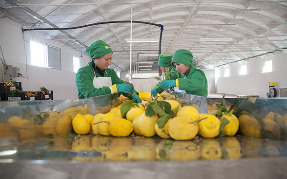 Des femmes trient des citrons dans un atelier