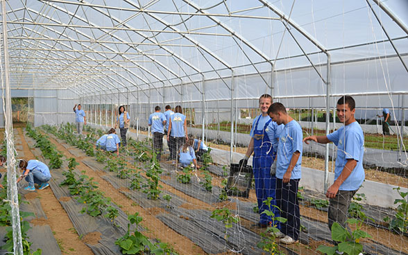 Trainees at work in a greenhouse for vegetable production