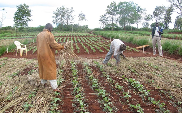 Two men working in a field, a third stands at the edge of the field with a notebook in his hand, watching.