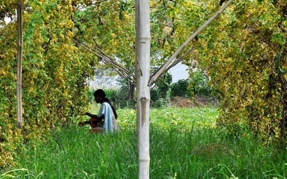Une femme s’agenouille devant une plante pour en récolter les fruits. 