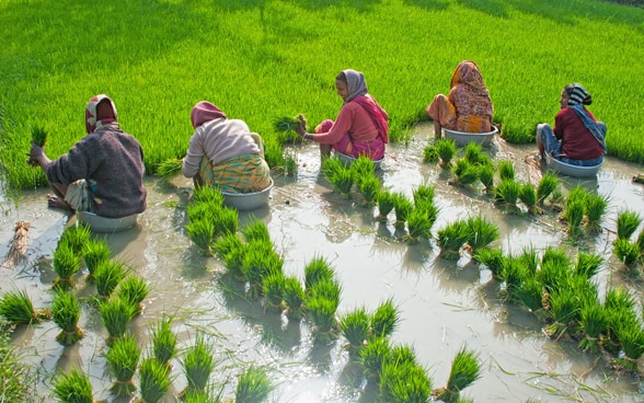 Agricultura y seguridad alimentaria