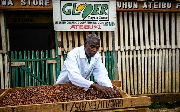 A man in a white overall bends over a table piled with cacao beans in the 