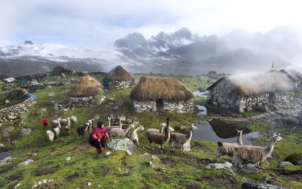 Una donna porta al pascolo un gregge di lama sulle Ande peruviane