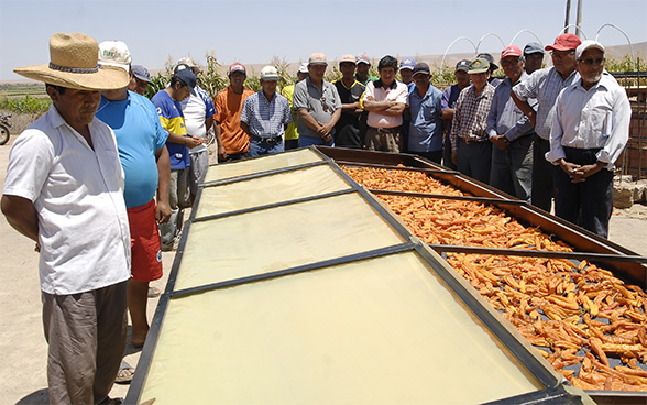 Peruvian farmers are gathered around a solar dryer on which chillies are spread.