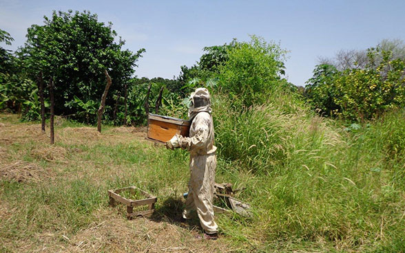 Ein Imker in Darfur im Sudan während der Arbeit. 