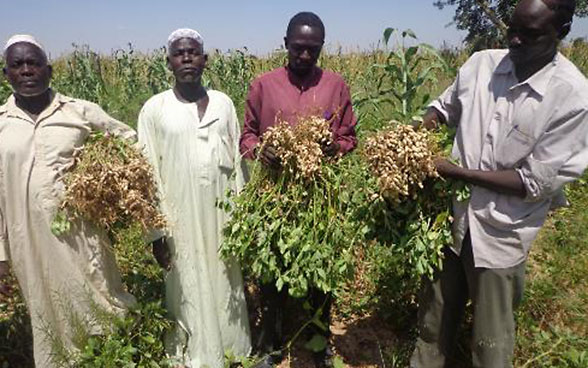 Productores de cacahuetes en Darfur (Sudán) muestran su cosecha. 