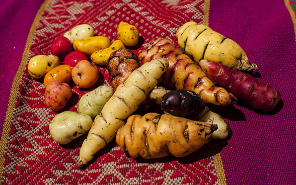 Diverse varietà di patate su un panno colorato.