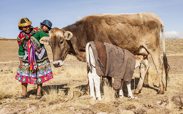 Une femme portant un enfant sur son dos se tient à côté d'une vache et de son veau.