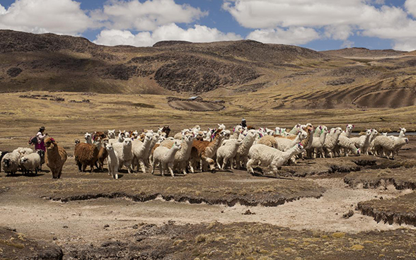 Un troupeau de lamas paît sur une haute plaine péruvienne. 