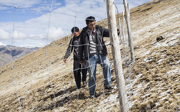 Two men check a fence in a field.