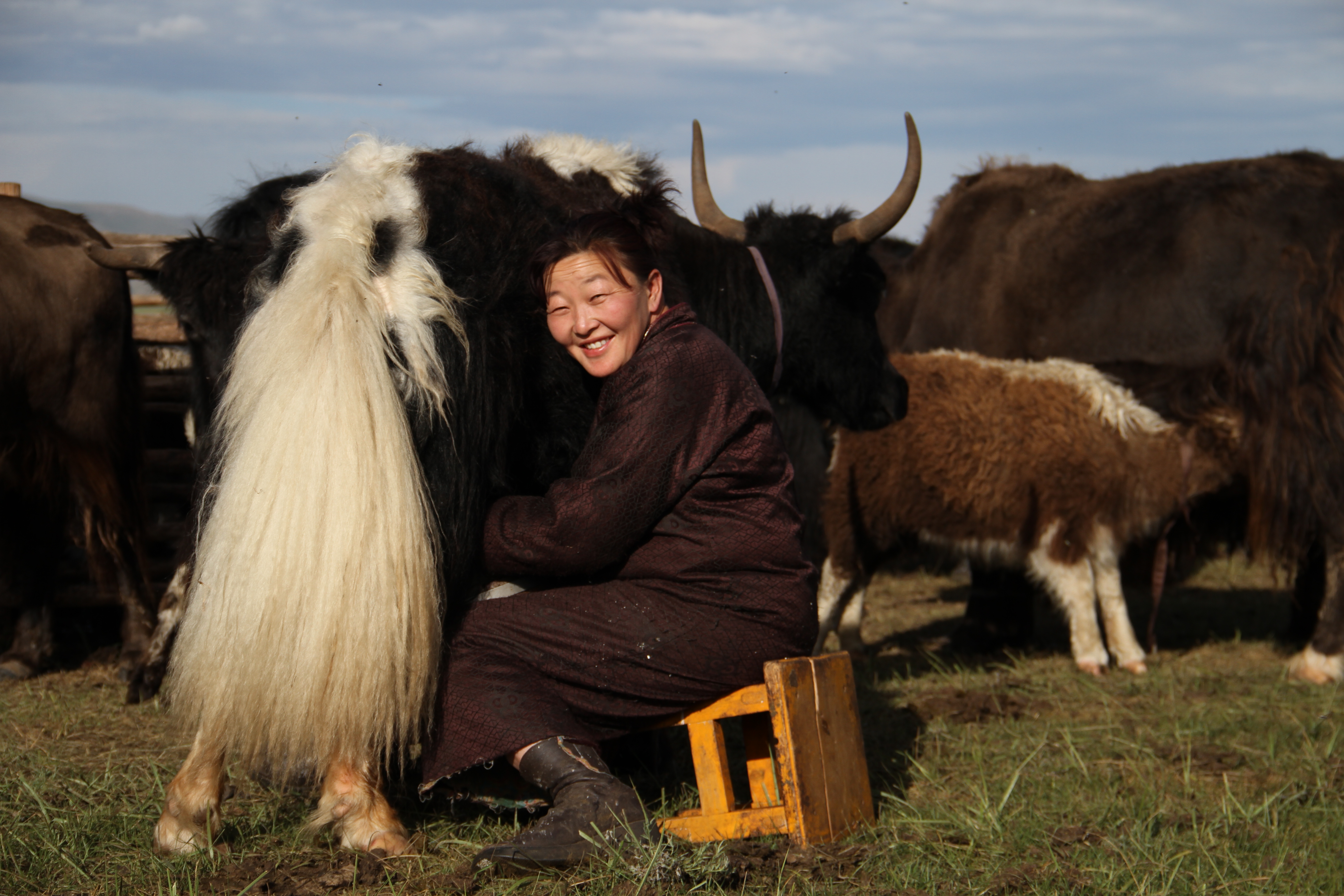 Eine Viehzüchterin sitzt auf einem Schemel und melkt ein Yak.