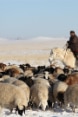 Un pastore mongolo a cavallo conduce il suo gregge attraverso le pianure innevate.