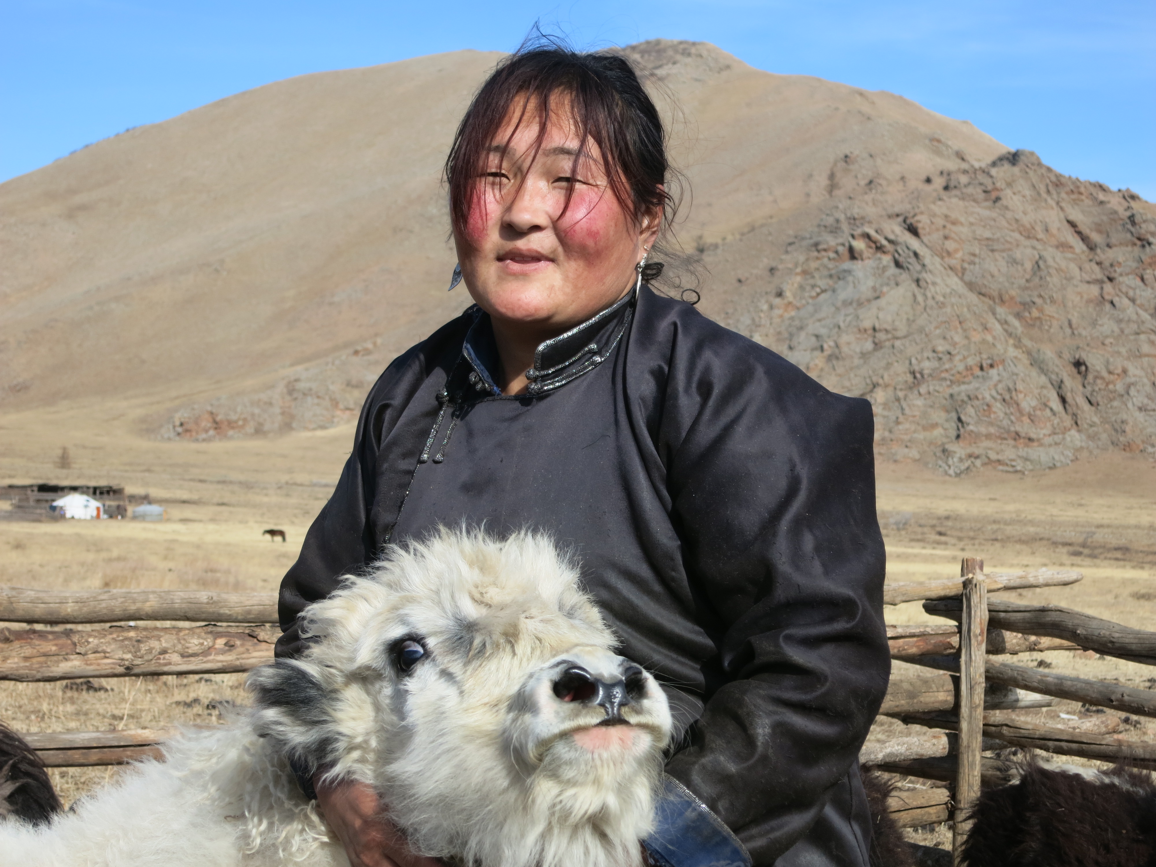 Herdswoman holds a young yak by the neck.