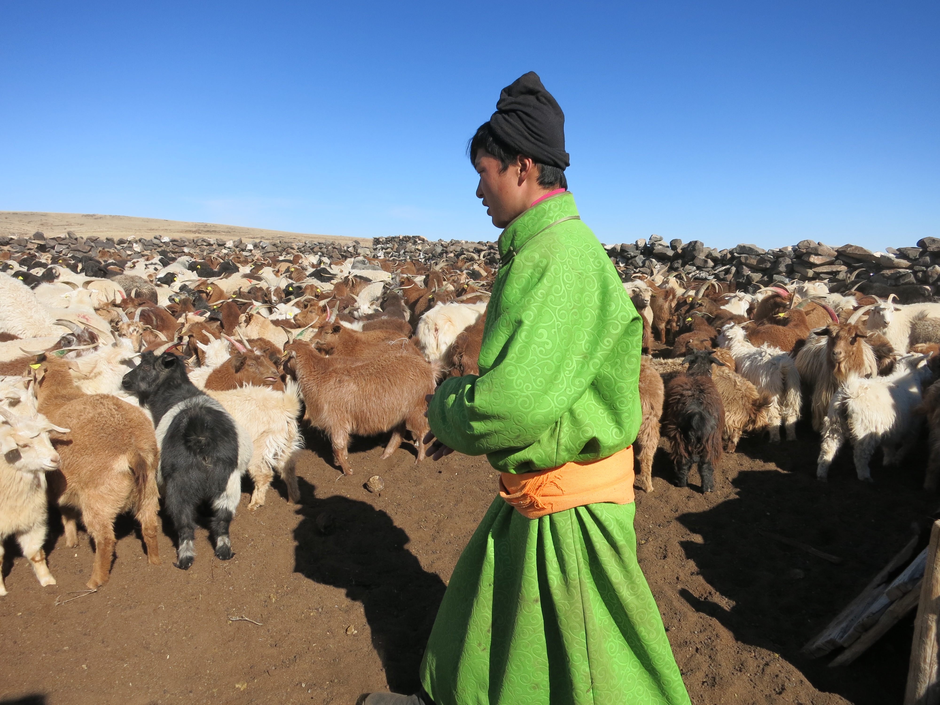 Jeune homme en habit traditionnel de travail vert pétant menant un troupeau de chèvres.