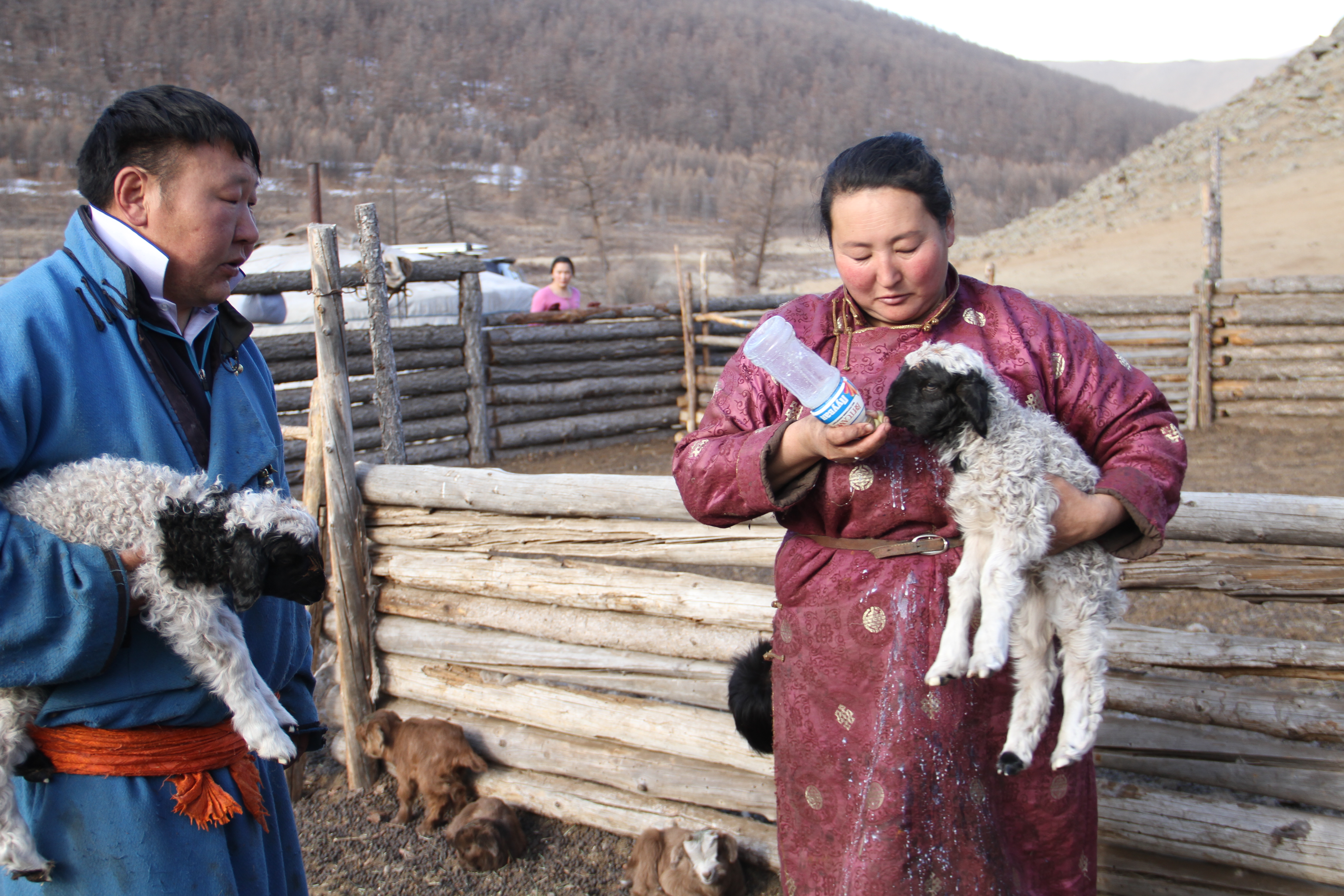 Un uomo e una donna, ciascuno con un agnello in braccio, nutrono i piccoli con il biberon.  