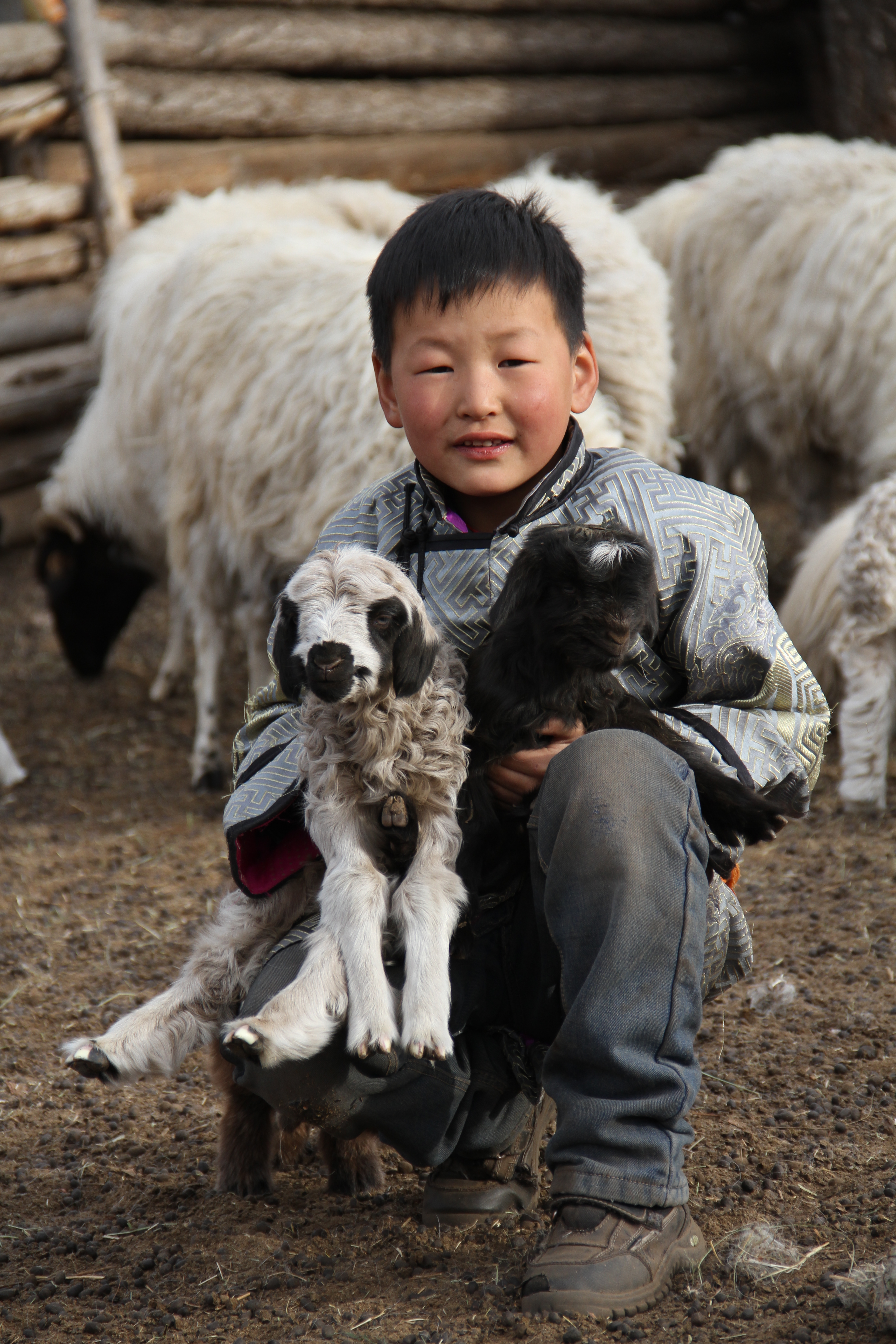 Boy squatting, holding a black and a white lamb.