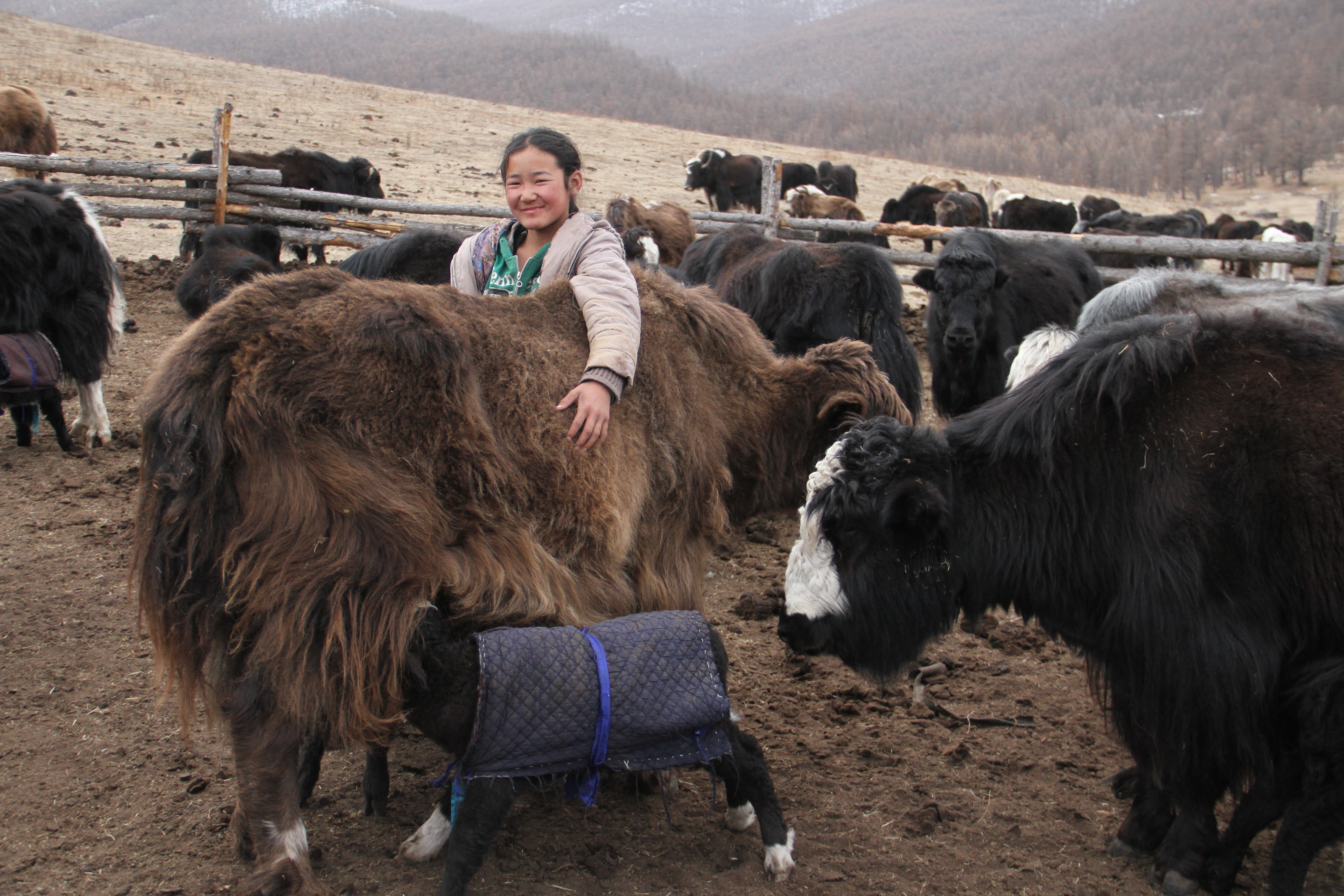 Girl caring for a yak suckling its calf.