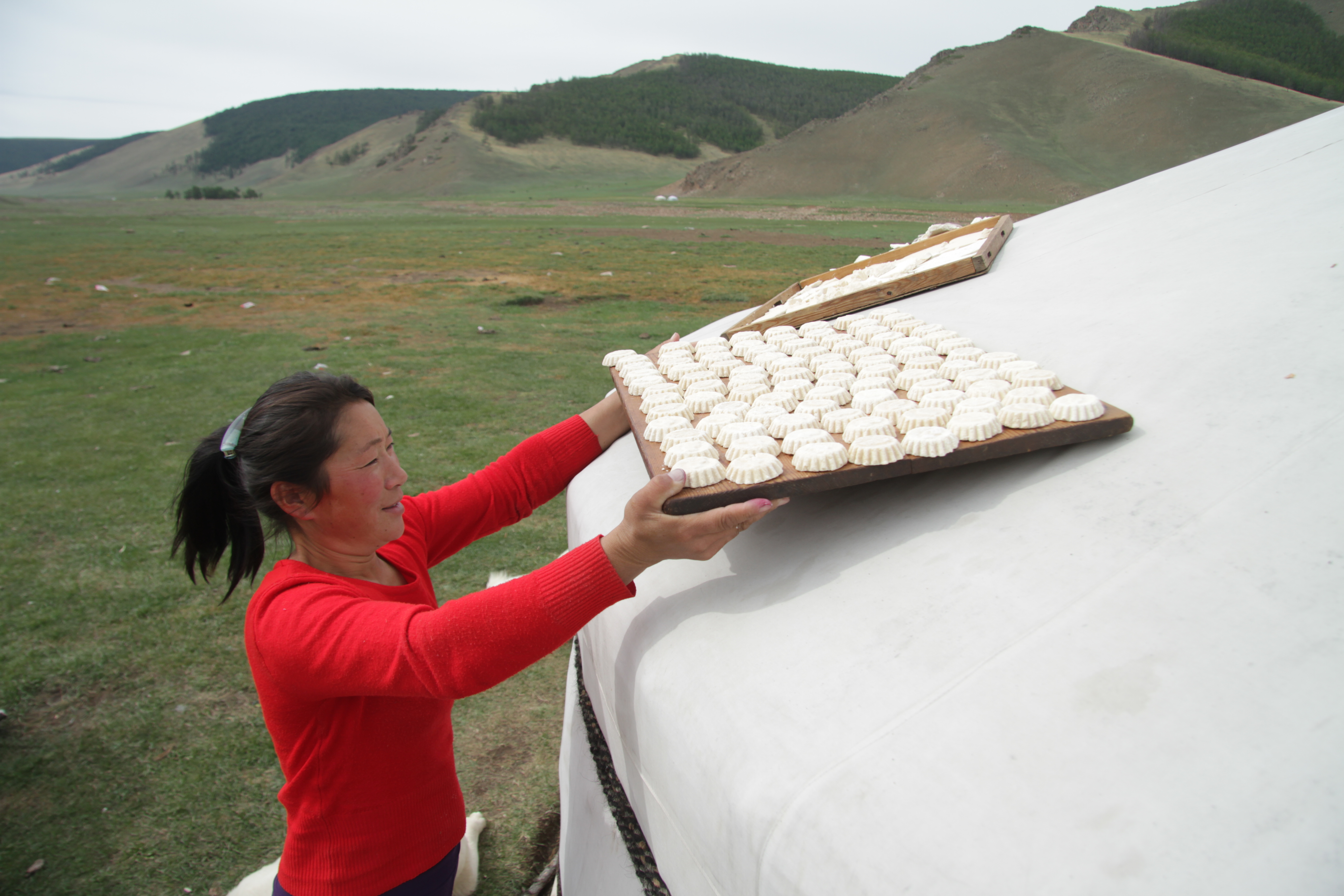 Woman placing a tray of cheese on the roof of her yurt.