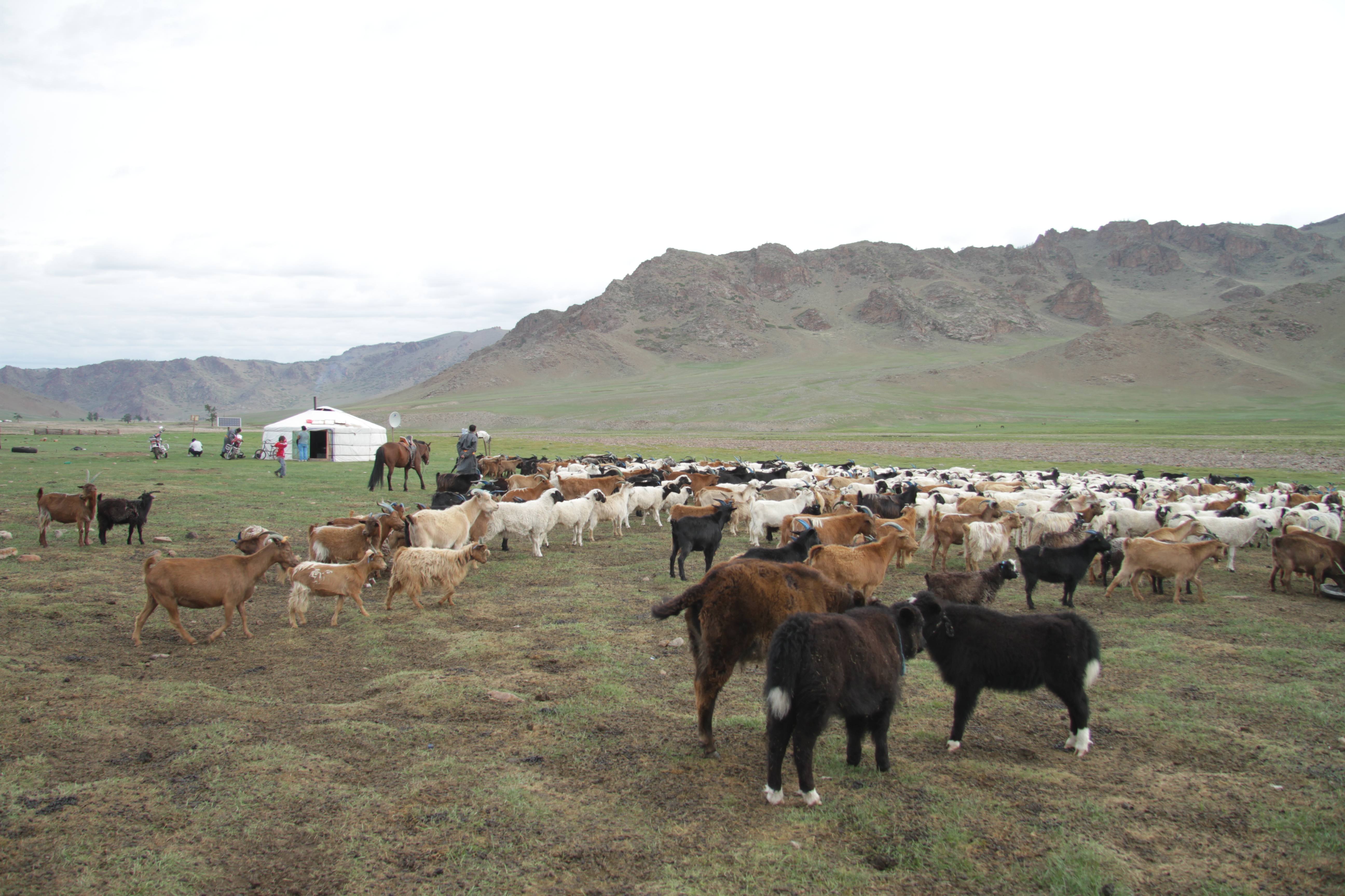 Eine Herde verschiedener Tierrassen vor einer Jurte.