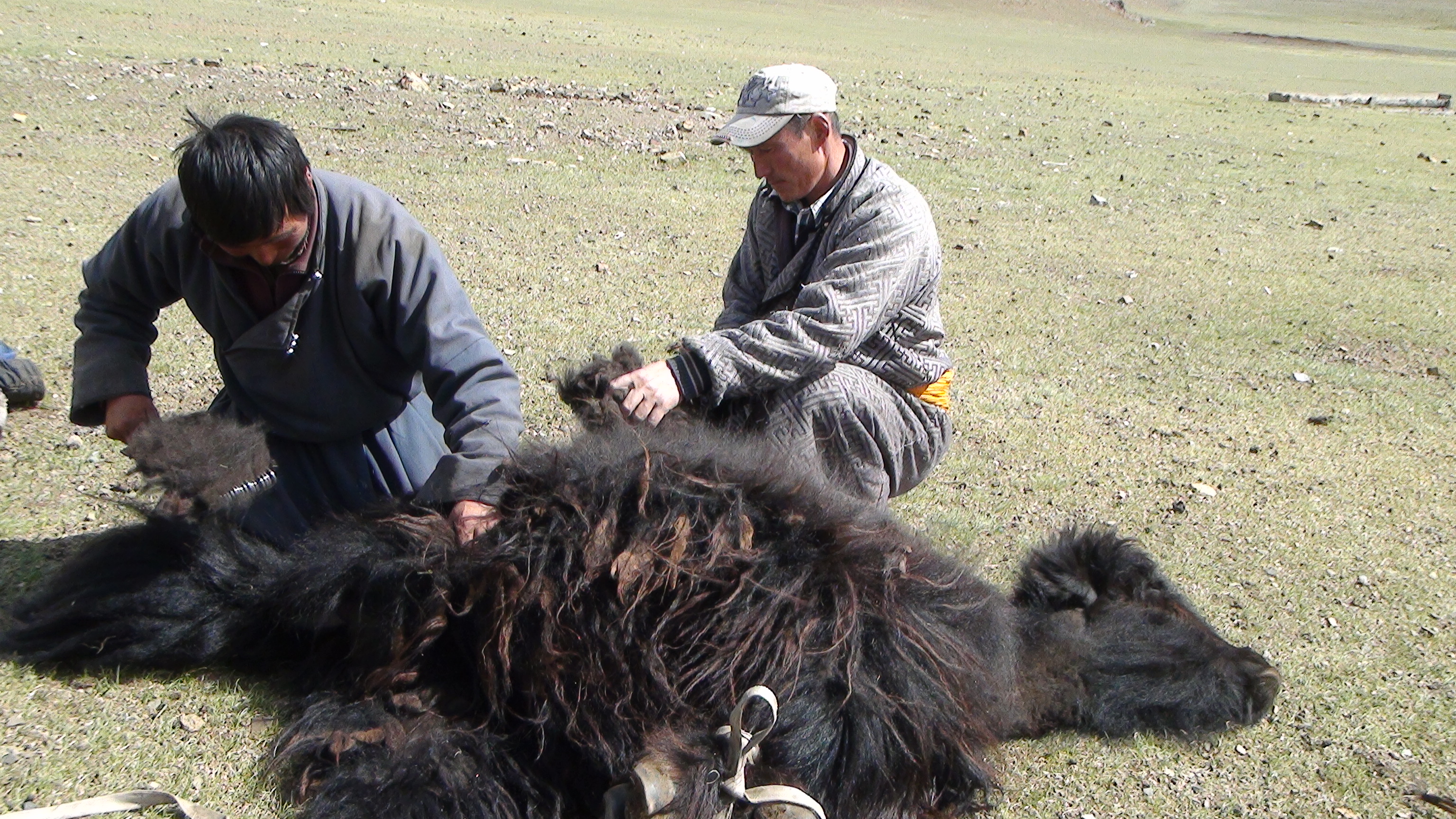 Two men shearing a yak strapped to the ground.