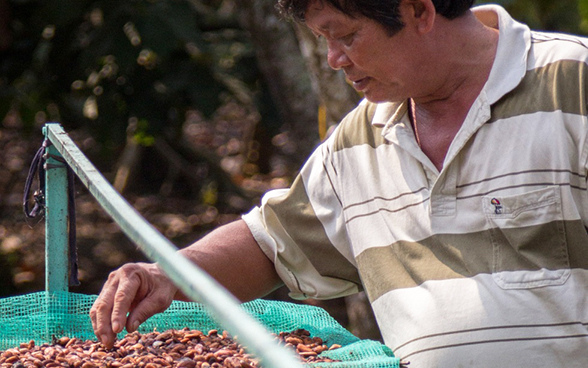 Kakaosäcke, die von einem Bauern inspiziert werden.