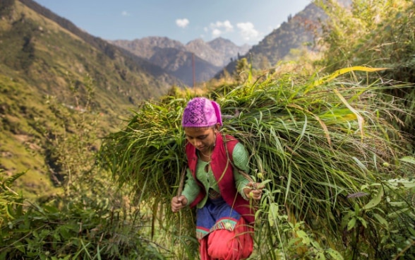 A young woman carrying a sheaf of fresh grass on her back.