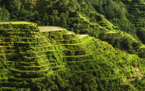 La photo montre des rizières en terrasses situées aux Philippines