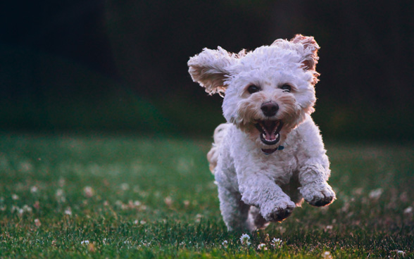 Un cagnolino bianco corre in un prato.