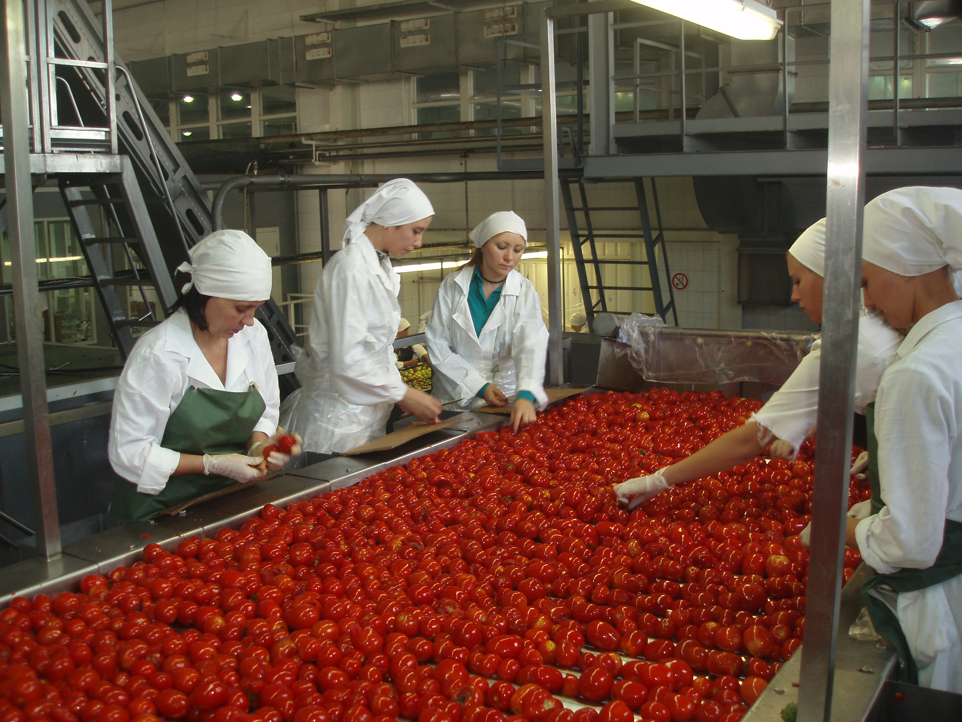 Women sorting tomatoes on a conveyor belt at an agricultural processing plant.  