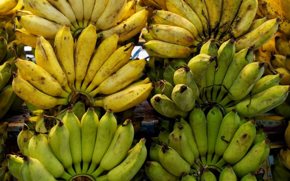 La banane est aujourd’hui le fruit le plus vendu dans le monde.