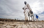 Two Africans use a mule to plough a dried-out field