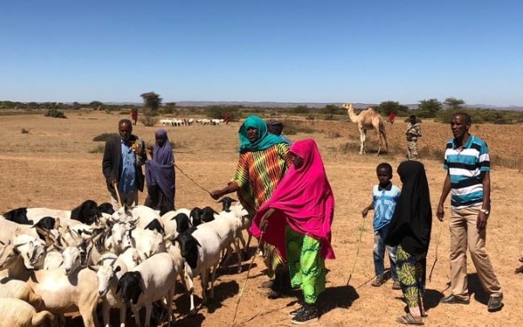 Des bergers se tiennent debout dans des robes colorées avec un troupeau de moutons dans un paysage aride.